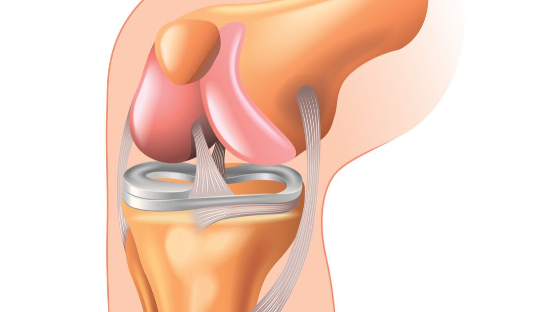 estructura de la articulación de la rodilla